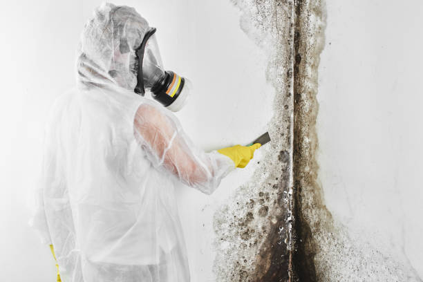 Hayesville, OR Mold Removal Company