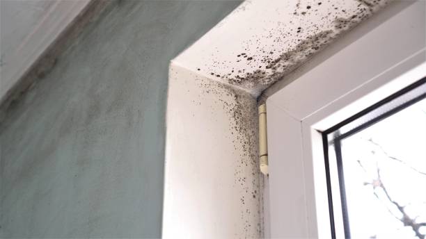 Best Mold Testing  in Hayesville, OR