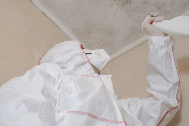 Trusted Hayesville, OR Mold Removal Experts