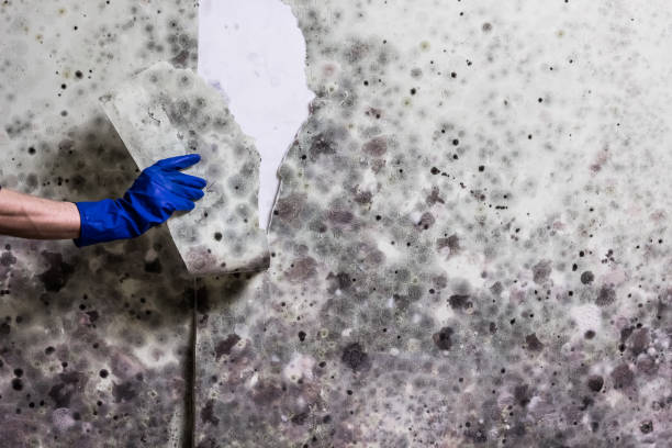 Best Black Mold Removal  in Hayesville, OR